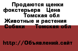 Продаются щенки фокстерьера › Цена ­ 10 000 - Томская обл. Животные и растения » Собаки   . Томская обл.